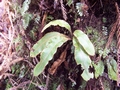 elaphoglossum semicylindricum 2.jpg