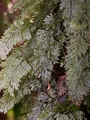 hymenophyllum tunbridgense 1.jpg