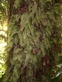 hymenophyllum tunbridgense 2.jpg