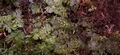 hymenophyllum tunbridgense 3.jpg