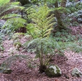 jose do canto tree fern.jpg
