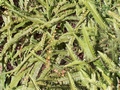 nephrolepis sp.jpg