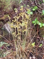 osmunda regalis.jpg