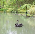 terra nostra black swans.jpg