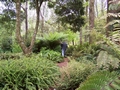 terra nostra fern garden tim.jpg