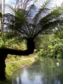 terra nostra tree fern.jpg