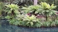 terra nostra tree ferns 3.jpg