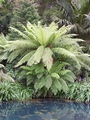 terra nostra tree ferns 4.jpg