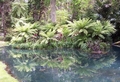 terra nostra tree ferns 5.jpg