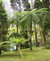 terra nostra tree ferns 6.jpg