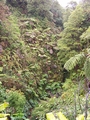 tree ferns.jpg