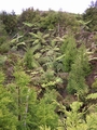 tree ferns 4.jpg