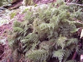 trichomanes speciosum.jpg