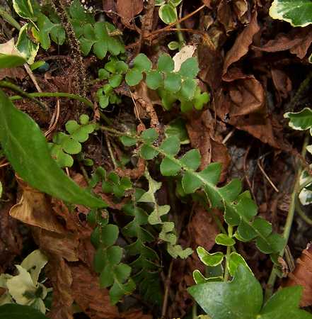 asplenium_ceterach.jpg