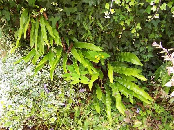 asplenium_scolopendrium.jpg