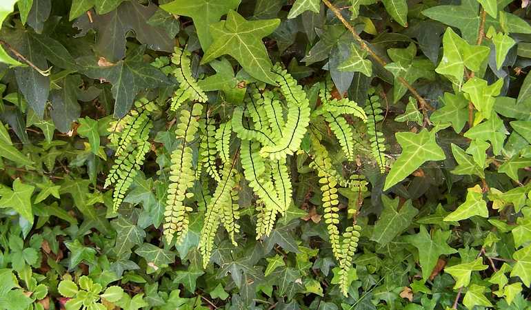 asplenium_trichomanes_01.jpg