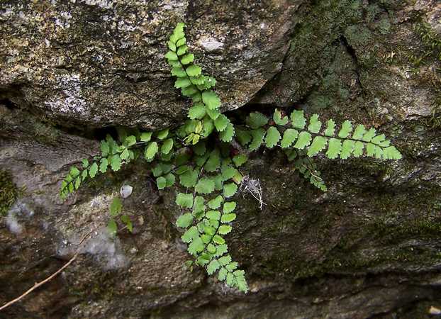 asplenium_trichomanes_02.jpg