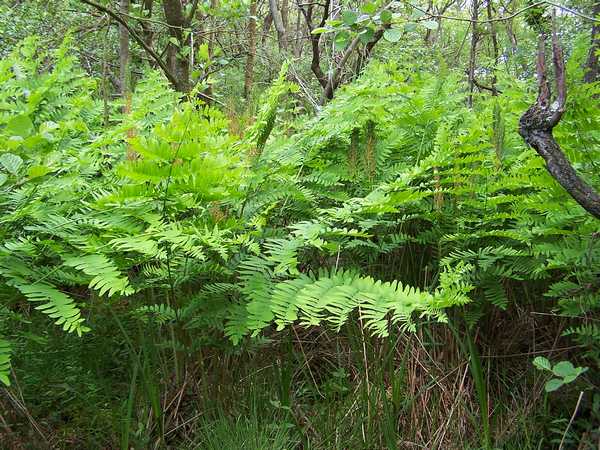 osmunda_regalis_01.jpg