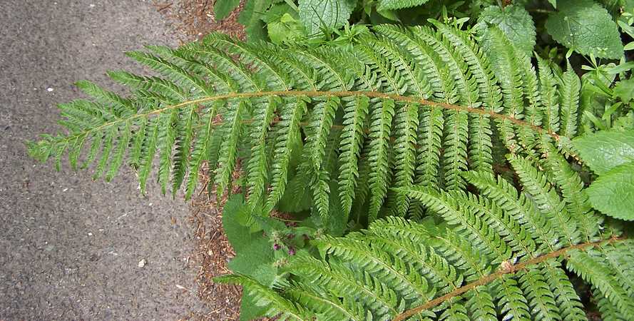polystichum_setiferum_01.jpg
