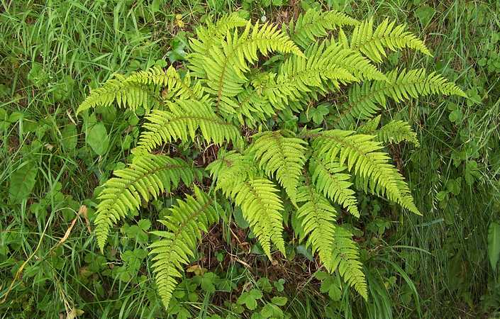 polystichum_setiferum_02.jpg