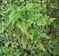 asplenium_adiantum_nigrum.jpg
