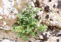 asplenium_ruta_muraria.jpg