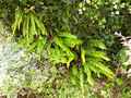asplenium_scolopendrium.jpg
