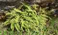asplenium_trichomanes_03.jpg