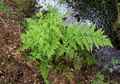 dryopteris_aemula.jpg