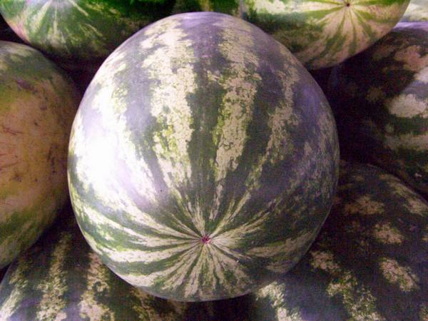 melons.jpg