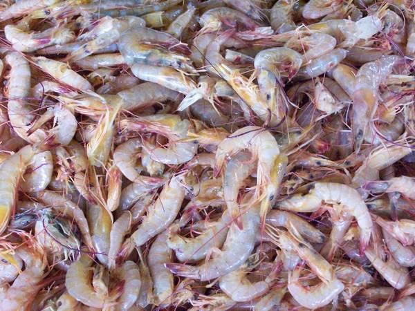 shrimp.jpg