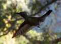 humming_bird.jpg