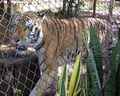 zoo_tiger.jpg