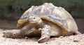 zoo_tortoise.jpg