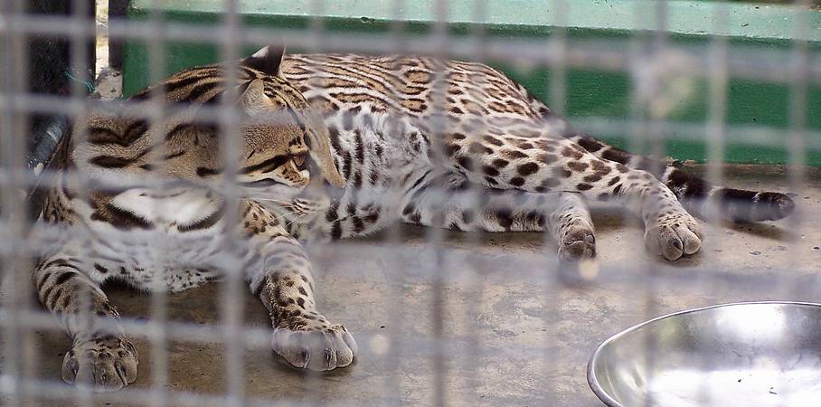 zoo_ocelot.jpg