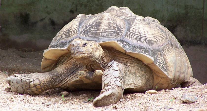 zoo_tortoise.jpg