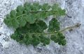 Pleurosorus hispanicus v Asplenium petrarchae F02.jpg