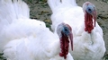 Turkeys C02.jpg