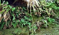 Vandenboshia speciosa #D01.jpg