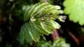 Hymenophyllum-maderense-05.jpg