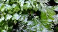Hymenophyllum-maderense-07.jpg