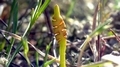 Ophioglossum lusitanicum C26.jpg