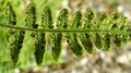 Gymnocarpium robertianum-sporangia #D.jpg