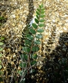 Pellaea rotundifolia #E.jpg